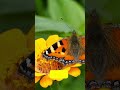 The best butterfly-attracting plant #butterfly