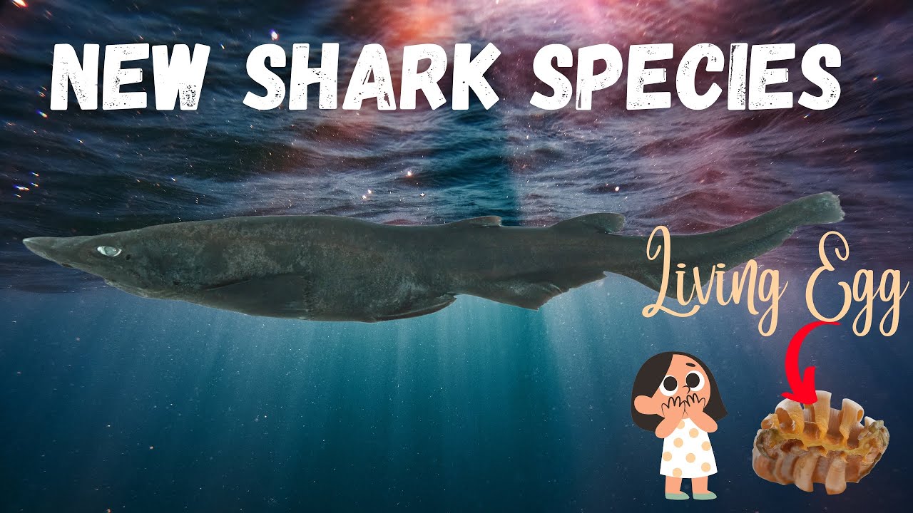 New Shark species rising from wonders of the Deep Ocean | Shark ...