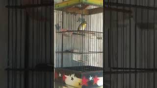 pleci monty ngalas ngerol