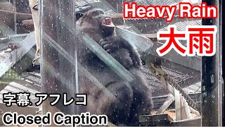 Baby gorilla is afraid of the torrential rain. Mom Genki protects him with a trembling face