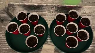Purple Dahlia Grow Journal Episode 2: Planting the Seeds