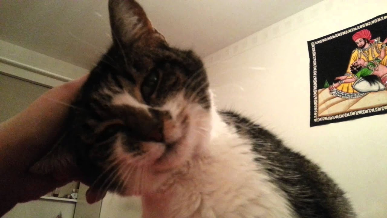Cat Head Massage YouTube