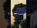 من نوره ومن ضياه الكون اشراق لايك اكسبلور تصميمي حالات واتس صوت جميل