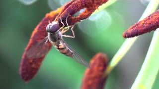Schwebfliegen