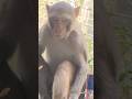 बिल्ली ने देखा 🤣🤣 #funny #monkeychallenge #shorts#viral😂😂😂😂🐒🐵🙈🙊
