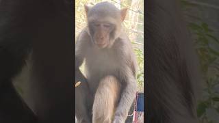 बिल्ली ने देखा 🤣🤣 #funny #monkeychallenge #shorts#viral😂😂😂😂🐒🐵🙈🙊