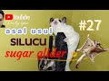 Asal usul sugar glider #sugarglider #fypシ #youtuberpemula #hewanunik #anabul