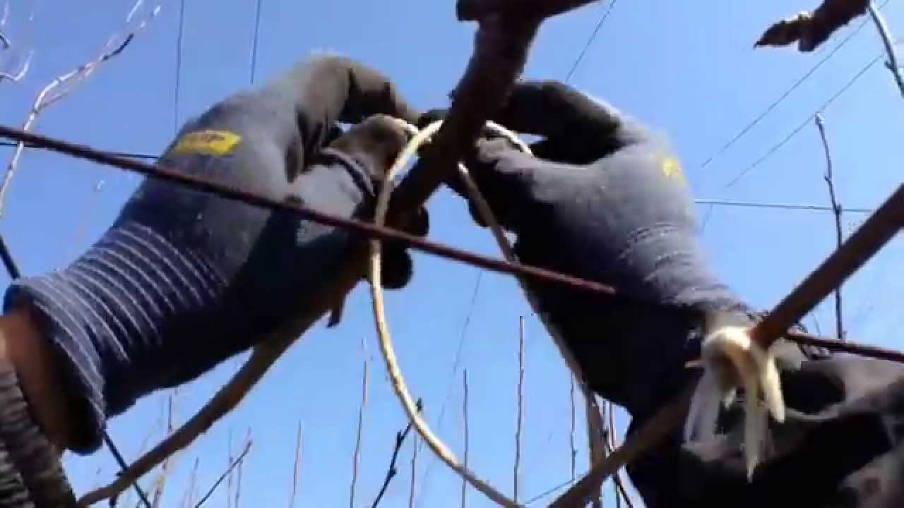 梨 剪定誘引作業