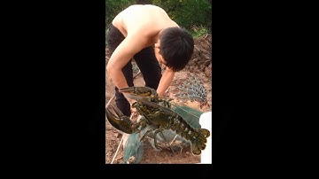 Cà Mau Quê Ngoại - [Tập 1] Thả Lú Bắt Tôm - Cua - Cá Nướng Mọi Ngon Ngọt - Trương Trung Thịnh Vlogs