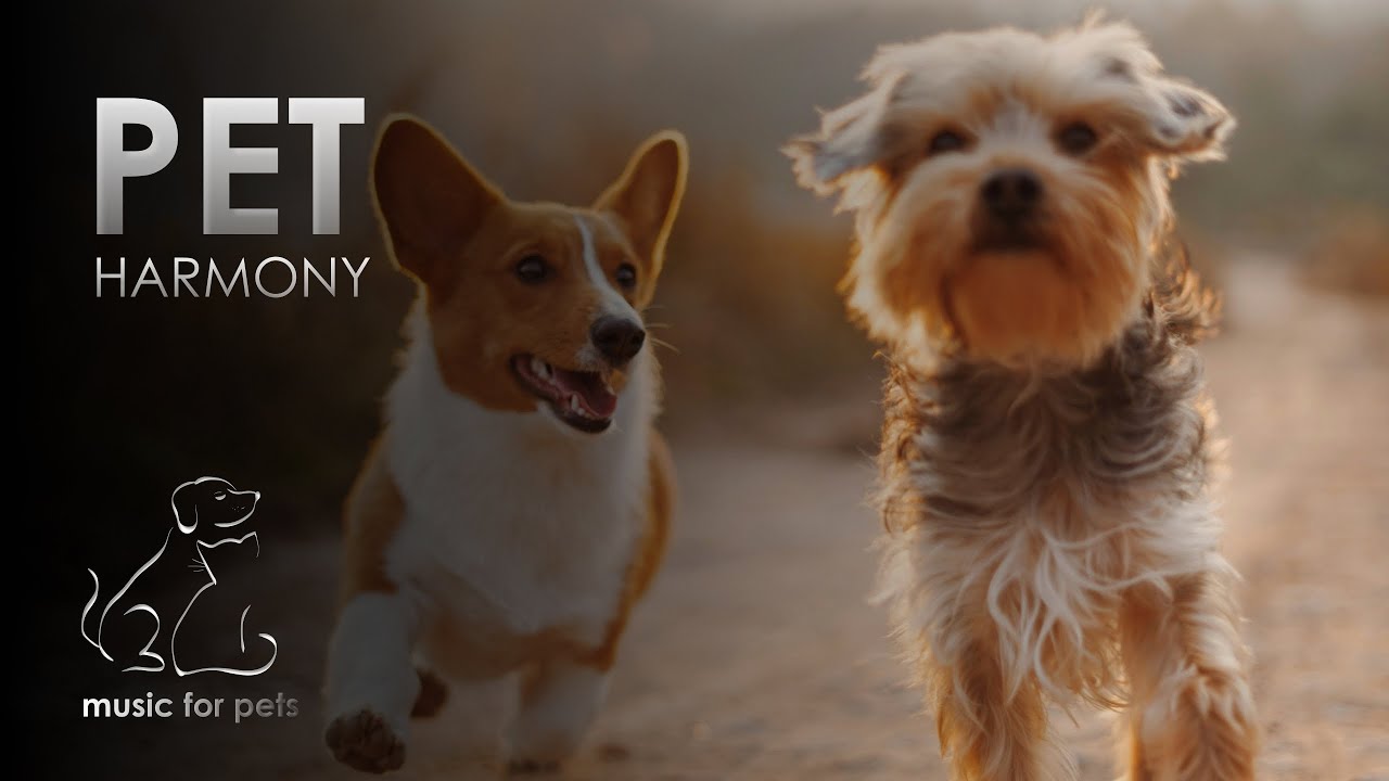 Pet Harmony: Relaxing Music for a Serene Environment