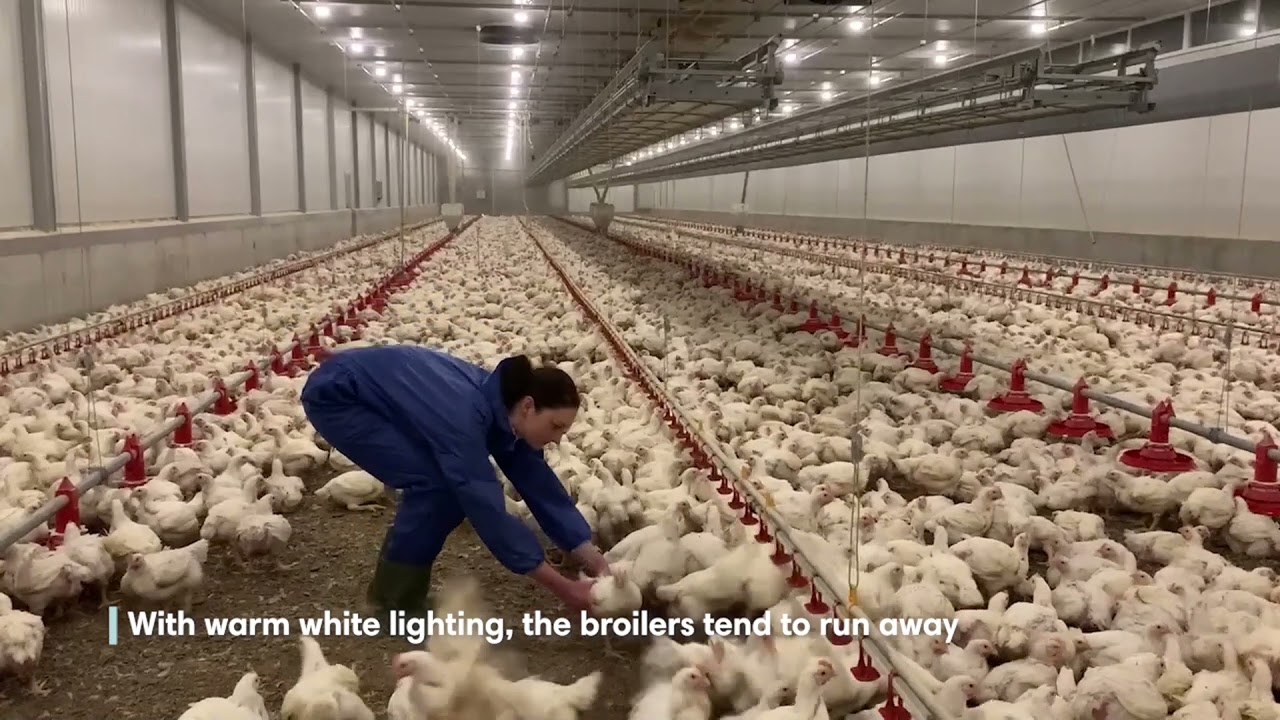 Catching broilers: warm white vs blue lighting - YouTube