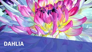 dahlia watercolor painting demo