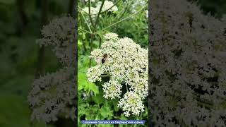 Сказочная прогулка из Красной поляны на Бзерпинский карниз                #путешествия #горы #сочи