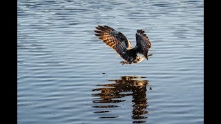 The future of Florida's endangered snail kite is unclear