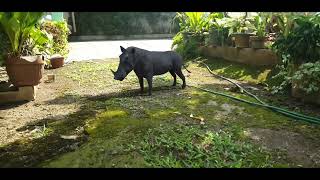 Video Wild Warthog Zoo Walking Around Zoo, Wild Animal, Zooark, Hd Animal, Animal World, Nature