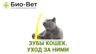 Зубы кошек. Уход за ними. Ветеринарная клиника Био-Вет.