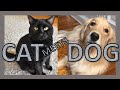 Our Cat Meets a Dog! (Spoiler: It doesn&#39;t end well...)