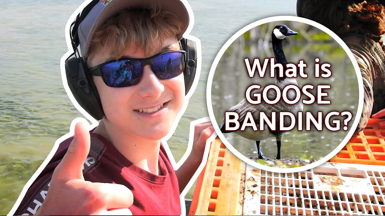 Catching Geese with my Bare Hands?