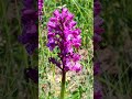 22 май 2026 г.Обикновен салеп,Orchis morio,тревиста орхидея,Казанка.
