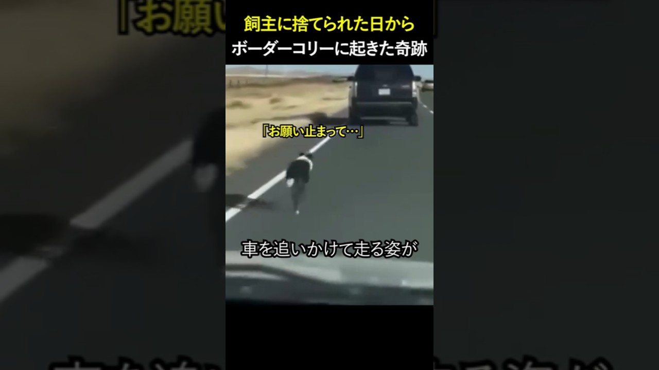 飼主に捨てられた日から… ボーダーコリーに起きた奇跡