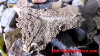 Information termite control phoenix News