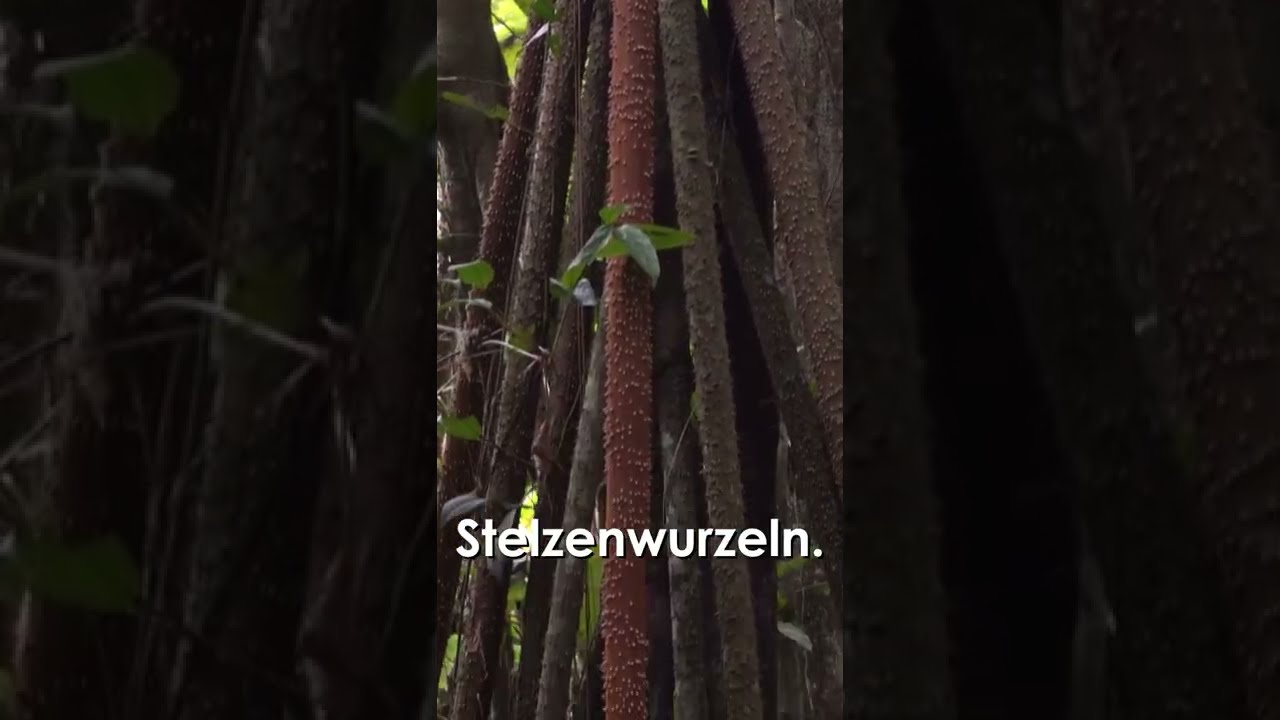 Dieser Baum kann gehen! 🏃‍♂️