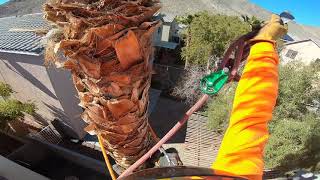 How to rig a palm tree