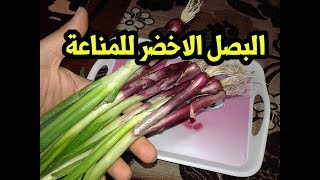 البصل الاخضر وقاية وعلاج البصل الاخضر كنز صحى للجسم !!!