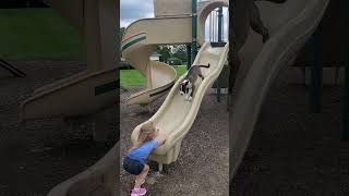 Cute Puppy On Slide! 😍😍😍