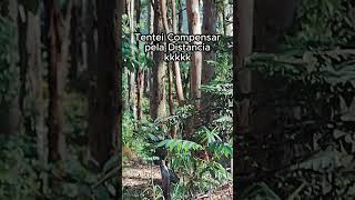 Partida de Airsoft na Mata Brasileira  #airsoft #tactical