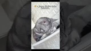 Download Lagu malu malu kucing #funnycat #funnyanimal MP3 Download Lagu malu malu kucing #funnycat #funnyanimal MP3