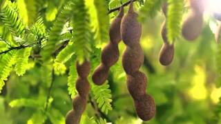 Fruttare Mango by Alessio Mini (BelSuono)