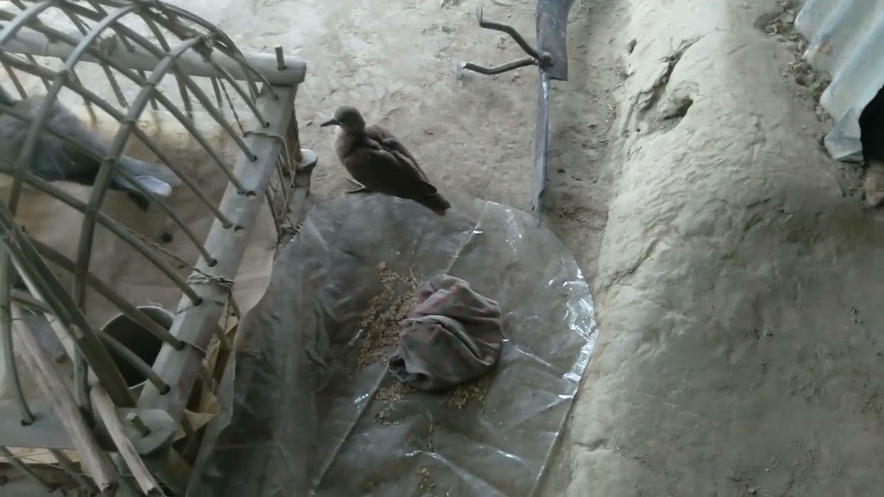 ফারুকের ঘুঘু পাখিটা আজ উড়ে গেল, Faruker gugu pakhu ta ajj ure gelo.  #gugupakhi