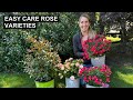 Easy Care Roses For Your Garden 🌹