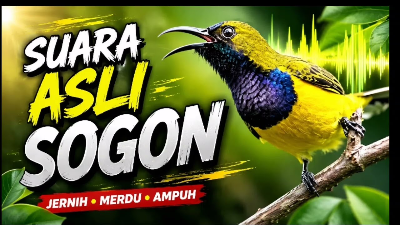 Suara Asli Sogon Terbaik 2026 | Bikin Sogon Cepat Merespons