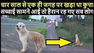 चार साल से एक ही जगह पर खड़ा था कुत्ता,सच्चाई सामने आई तो हैरान रह गए सब लोग.UY NEWS