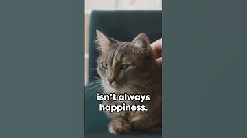 "Cracking the Code of Cat Behavior: A Guide for Feline Enthusiasts