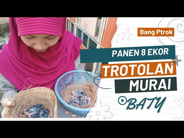 Wow 8 poin Mantabb sekali... Proses panen Murai Batu Bang ptrok class=