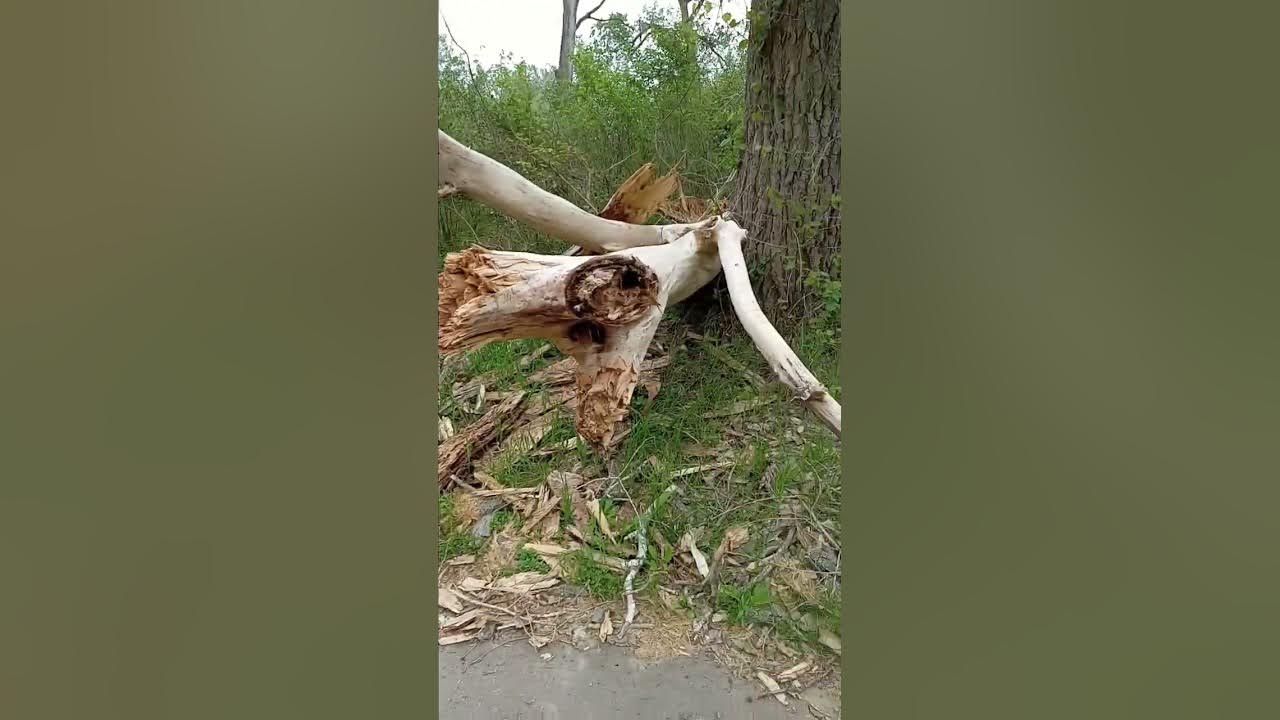 Tree blew over... YouTube