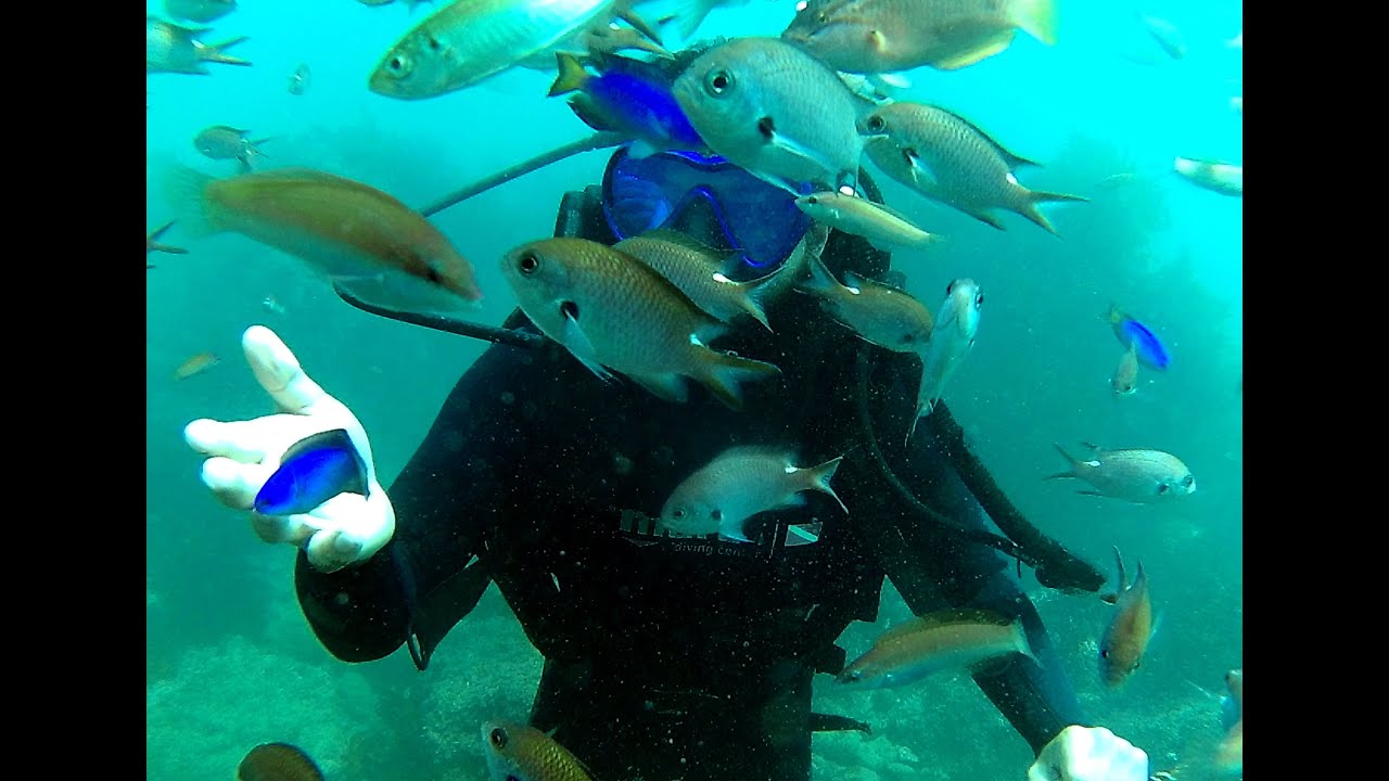 Scuba Diving in Seogwipo, Jeju Island, South Korea YouTube