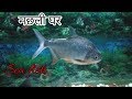 Machli ghar | fish aquarium