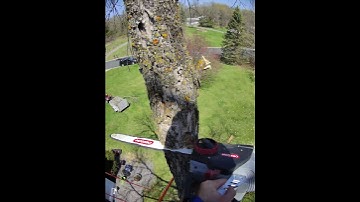 Thumbnail of BEAUTIFUL DROP CRUNCHY ASH TREE #removal #bore #bugs #life #disease #dutch #elmo #song #sound #wild