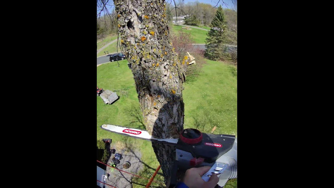 BEAUTIFUL DROP CRUNCHY ASH TREE #removal #bore #bugs #life #disease #dutch #elmo #song #sound #wild