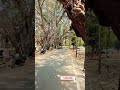 Beauty of baniyan tree #viral #shortsvideo #shorts #tree