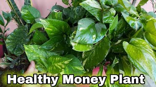 My Secret of Bushy Money Plant  (Raw Gardening)