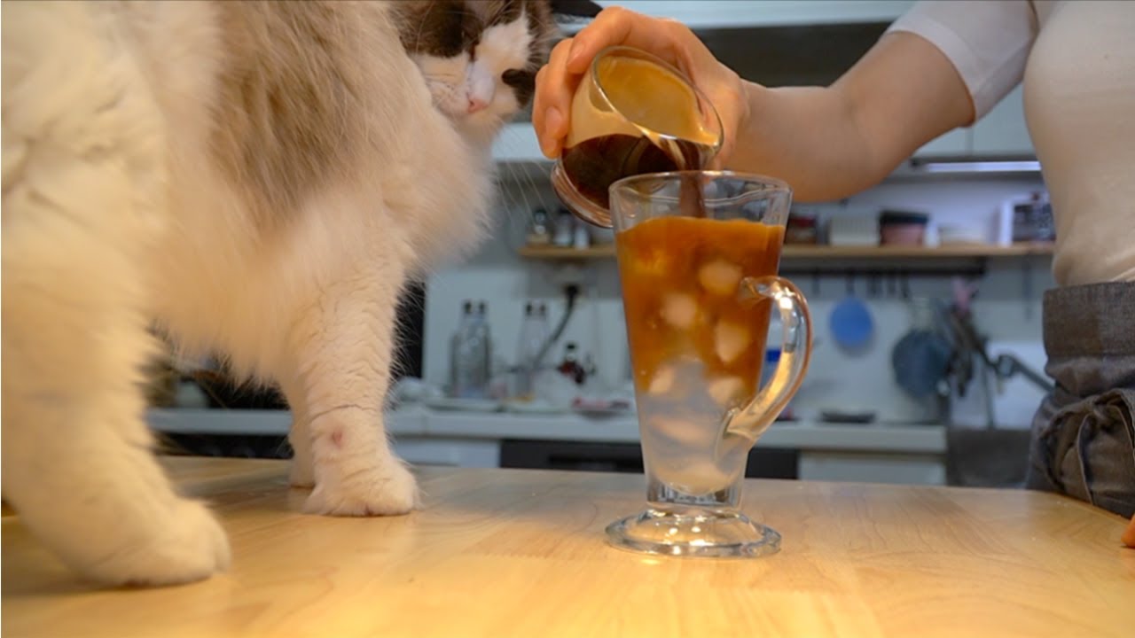 11마리 고양이 집사의 모닝 노동 루틴