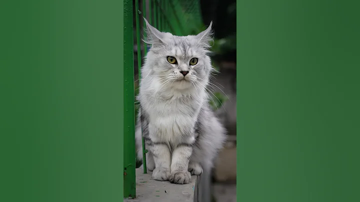 Watch the video about MAINE COON CAT FOOTAGE, AURORA !!