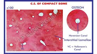Bone - Histology screenshot 5