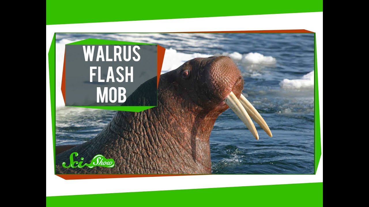 Walrus Flash Mob & 20 Years of Pot Research