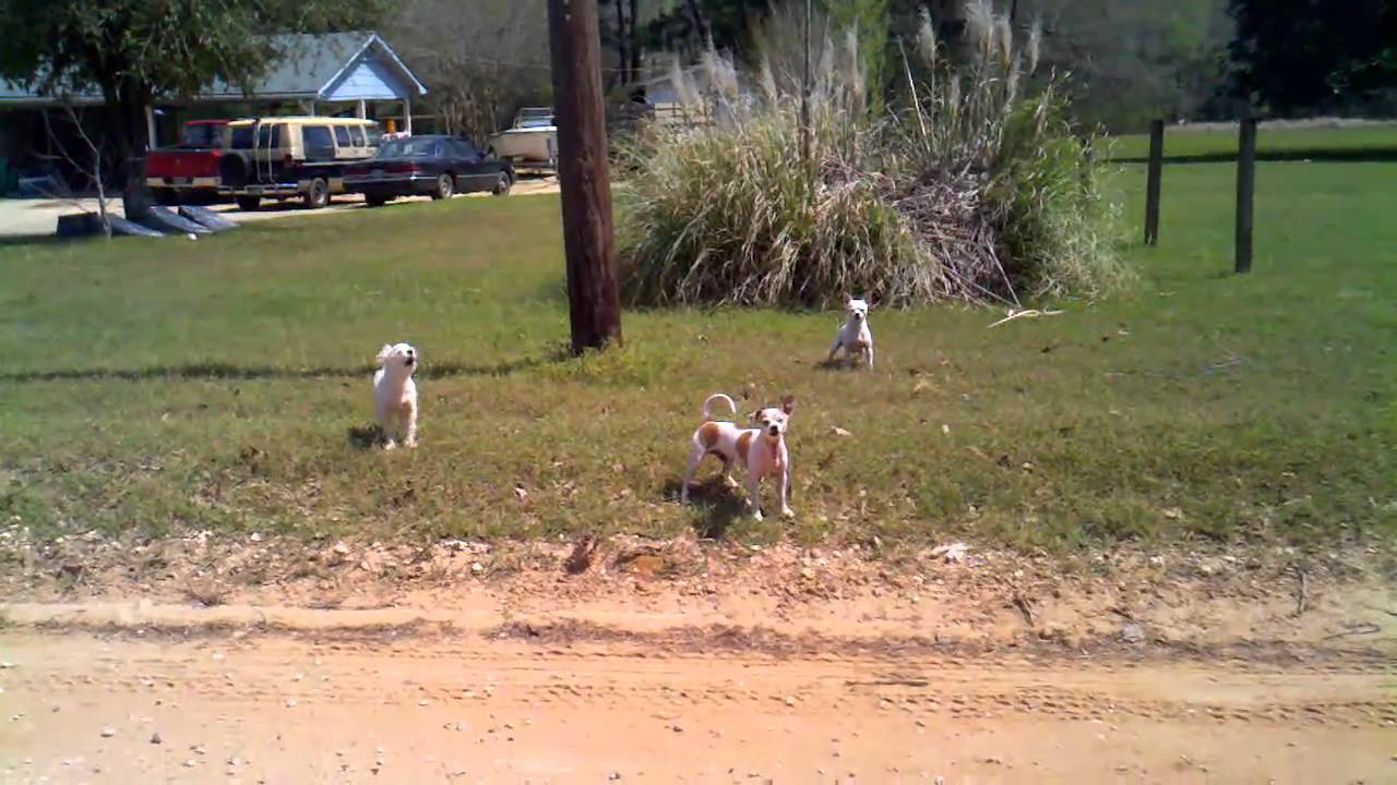 Dog Pack Attack YouTube